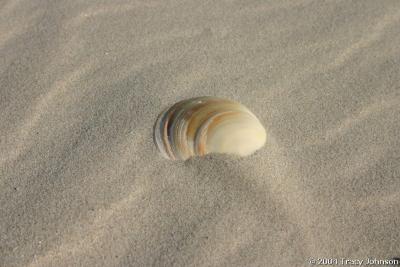 South Padre Island Seashell