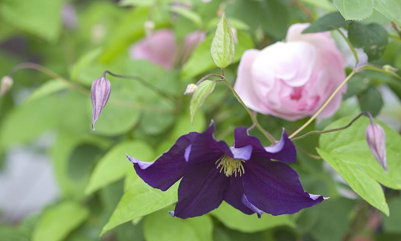 Viola8273.jpg