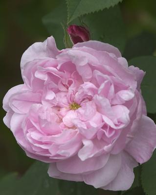FantinQ8246.jpg