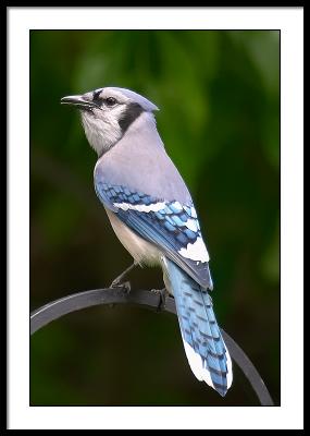 The first Blue Jay of the year