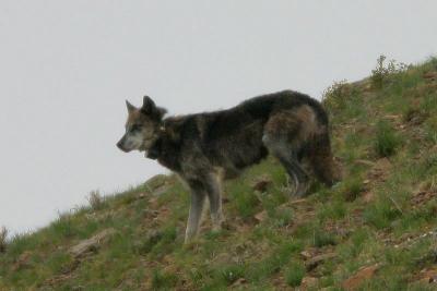 Wolf 550