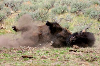 u46/tspringer/medium/29813488.YstoneBisondust4x6.jpg