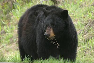 Bear 174