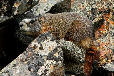 u46/tspringer/medium/29813515.Ystonemarmot2p4x6.jpg