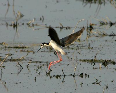 u46/tspringer/medium/29819931.Birdsbnstilty.jpg