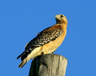 Red Shouldered Hawk -- Handheld/Car window f/8