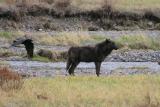 Wolf Raven