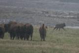 Alert Bison and Wolf