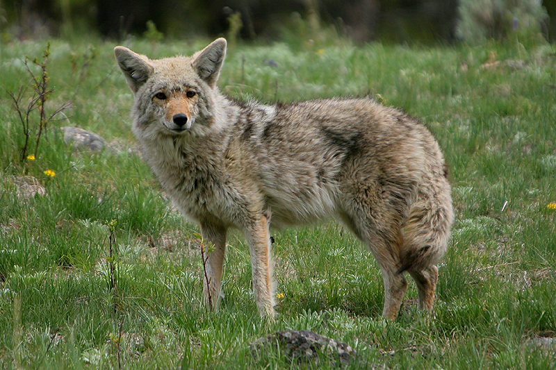 Coyote 240