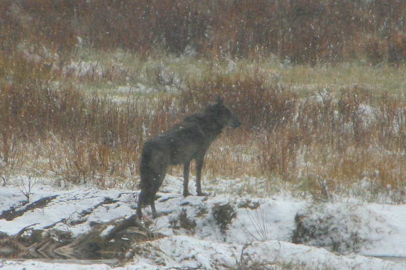Wolf 600