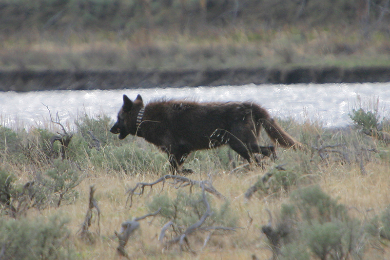 Collared Wolf