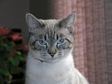 My friend Bobs lynx siamese