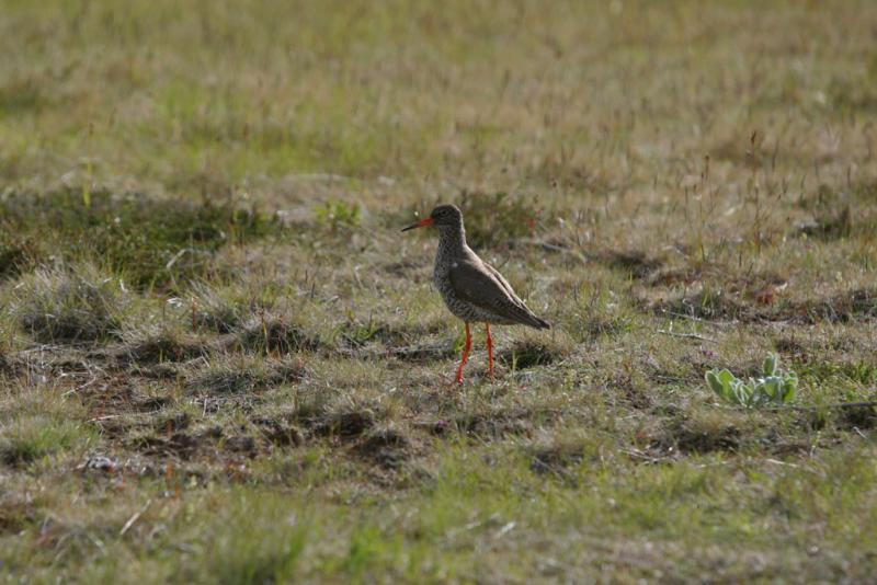 An attentive Redshank