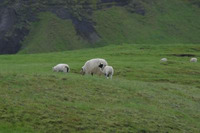 Ubiquitous sheep