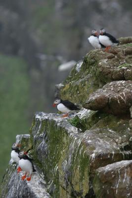 Puffins on the cliffs