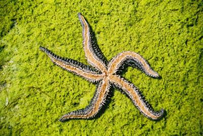 starfish - donegal