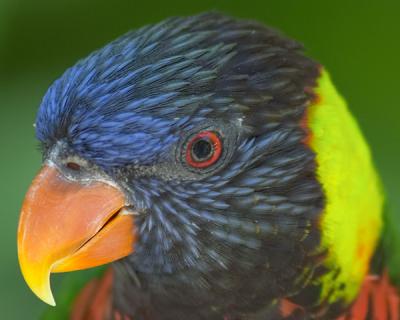 Lorakeet Portrait