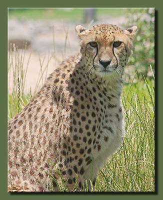 Cheetah