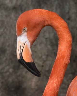 Caribbean Flamingo