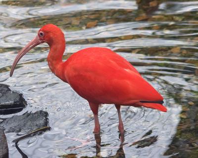 Scarlet Ibis