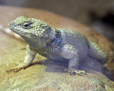 Spiny Rock Lizard