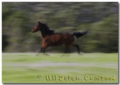 Horse in Shadforth Rd Denmark  Western Australia