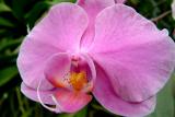 orchide