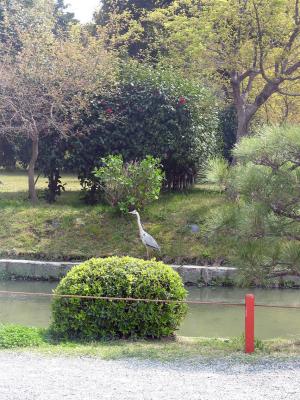Heron in the park