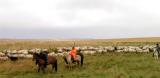 Sheep Herding in Iceland