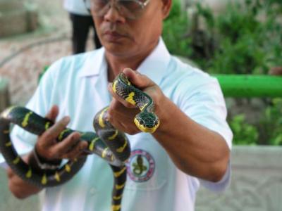 Mangrove Snake 001