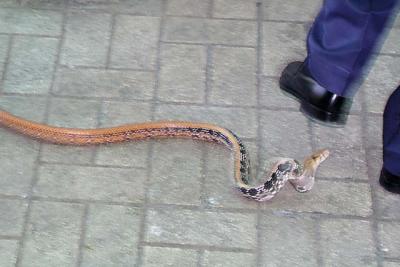 Copper Headed Rat Snake 008