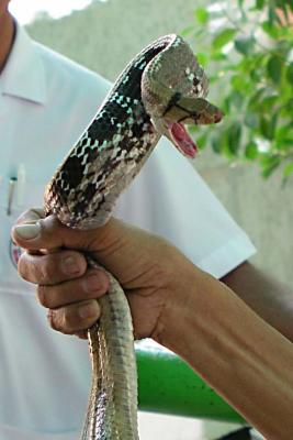 Copper Headed Rat Snake 011