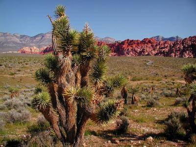 Red Rock Canyon
