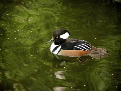 Hooded Merganser