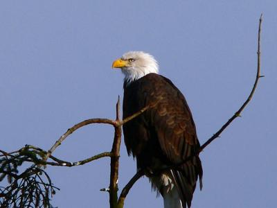 Bald Eagle #2