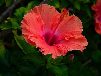 Hibiscus #1