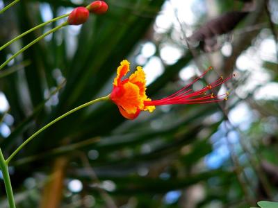 Red Mexican Bird of Paradise