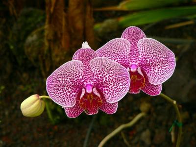 Orchid #1