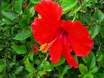 Hibiscus #3