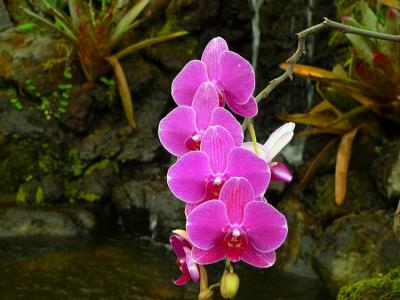 Orchid #2