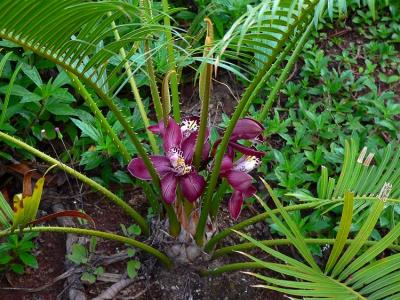 Wild Orchid