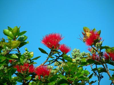 Lehua Blossom, Ohi'a Tree