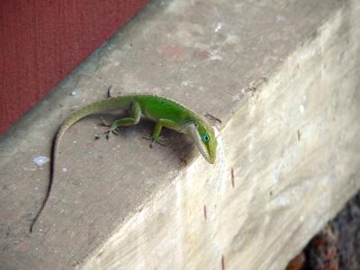 A Friend
