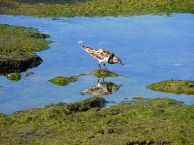Ruddy Turnstone