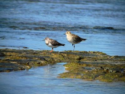 Ruddy Turnstone & Golden Plover