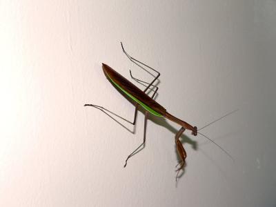 Another Friend