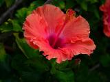 Hibiscus #1