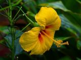Hibiscus #2