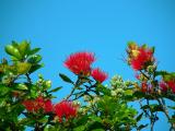 Lehua Blossom, Ohia Tree
