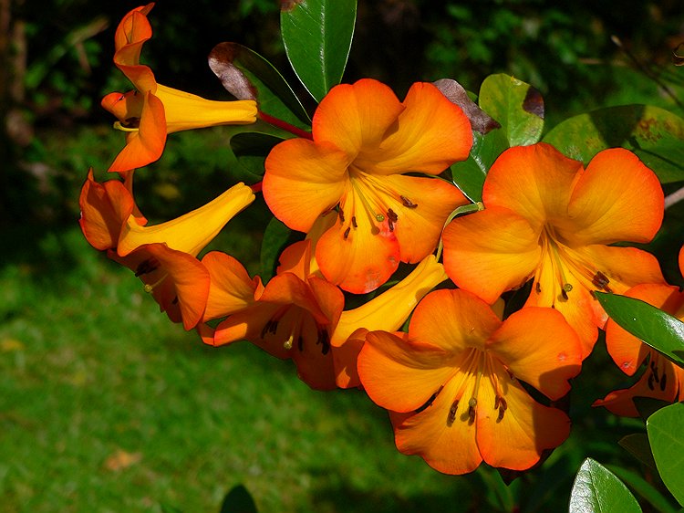 Golden Rhododendron
